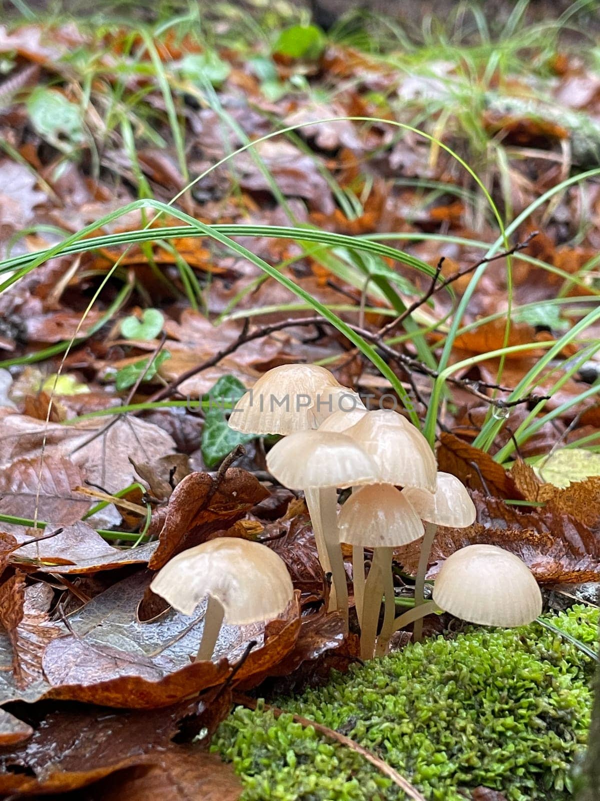 grebe mushrooms in the autumn forest