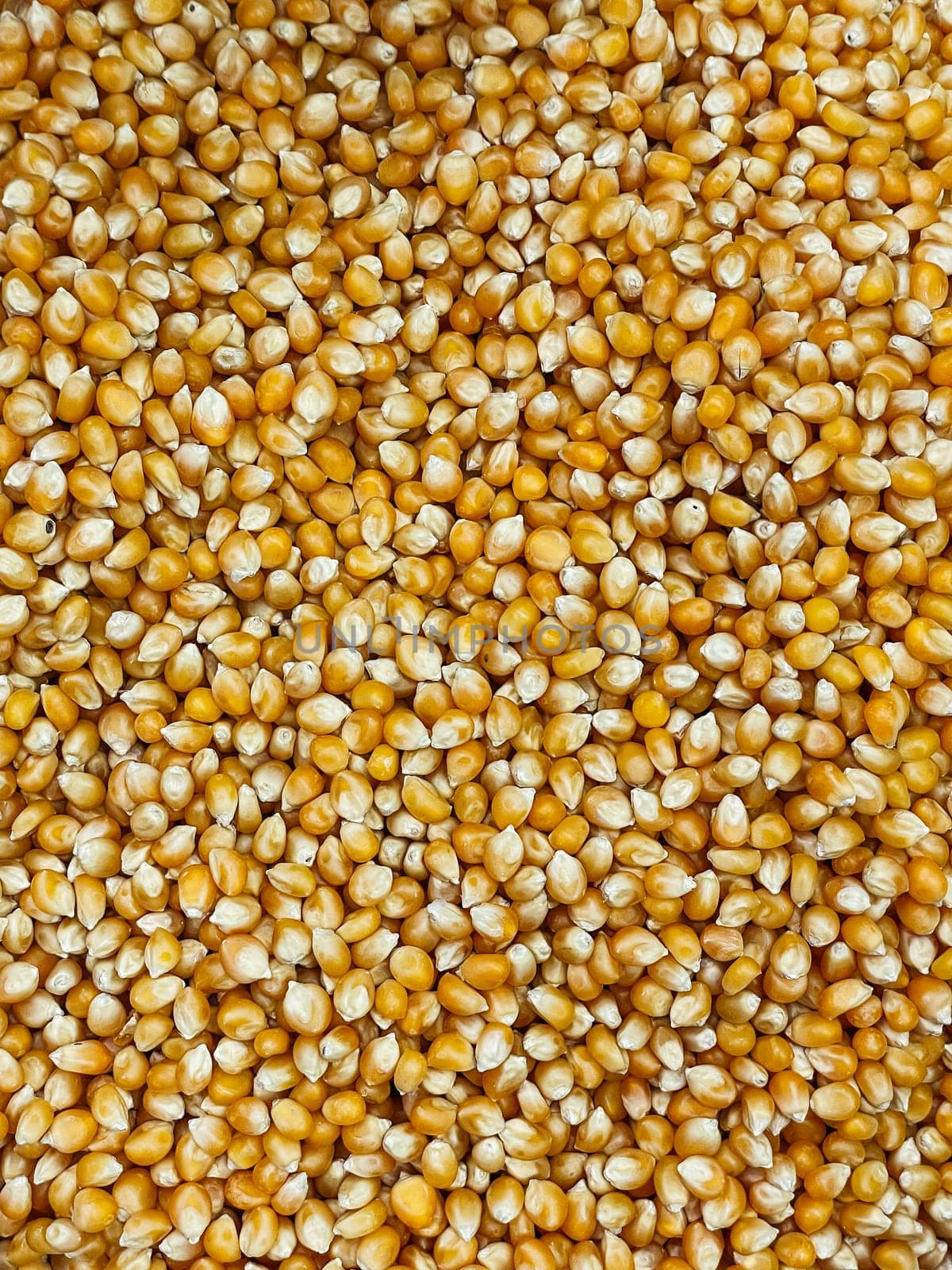 corn seed kernels for cooking as background