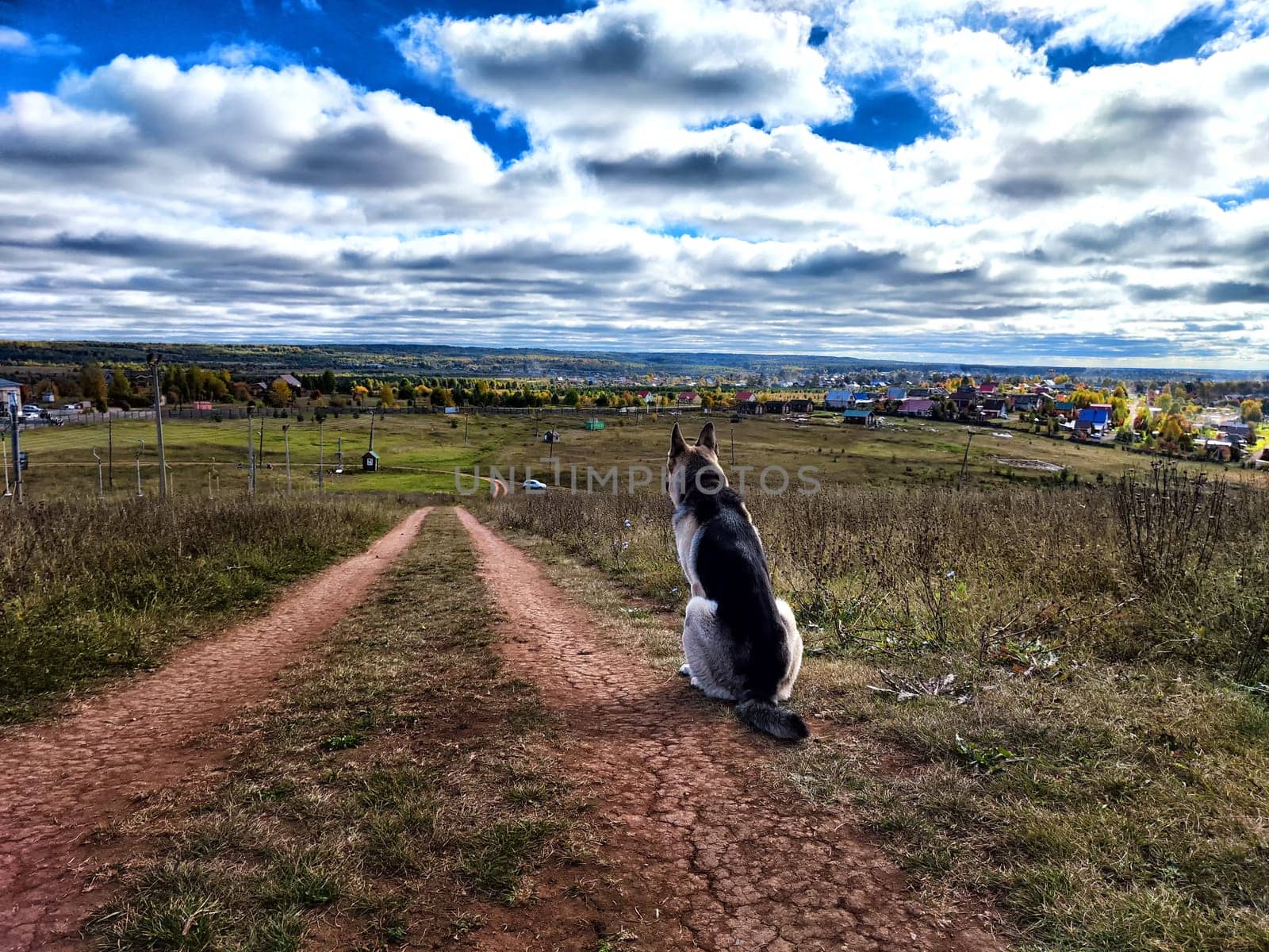 Dog German Shepherd in autumn day, green, yellow nature field, blue sky full white clouds and village in distance. Eastern European dog veo Waiting and guarding on top of hill in colorful landscape