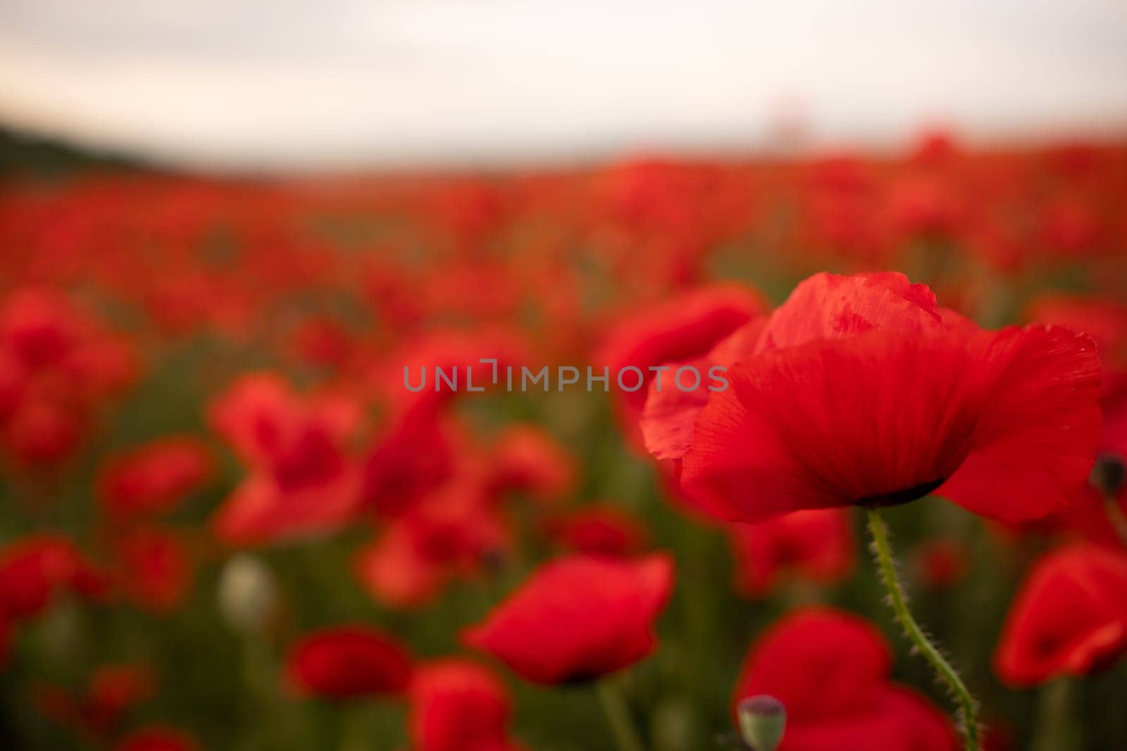 A field of red poppies with a single red flower in the foreground