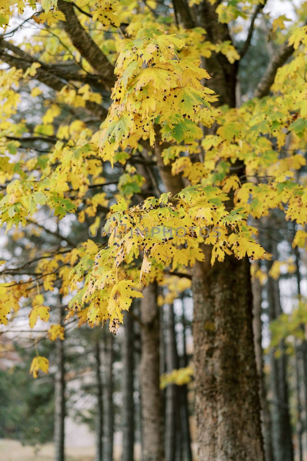 Yellowing maple leaves in an autumn park affected by the disease Rhytisma acerinum. High quality photo
