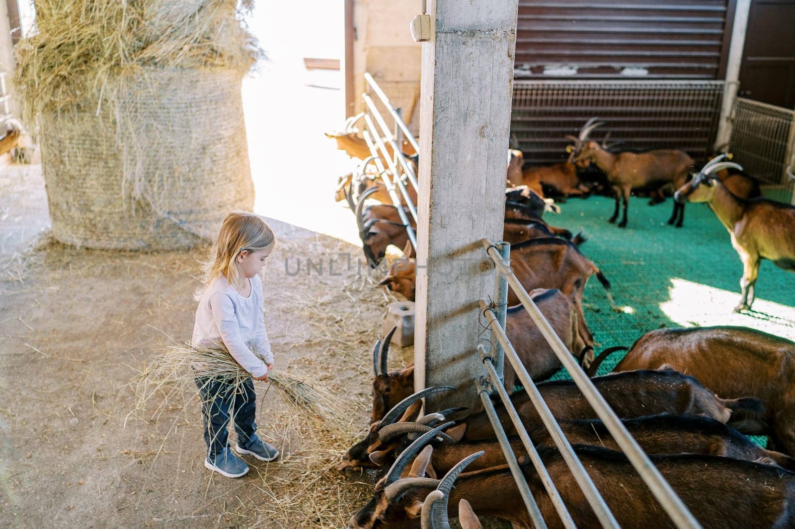 Little girl walks with a bundle of hay near goats peeking out from behind a fence in a pen. High quality photo