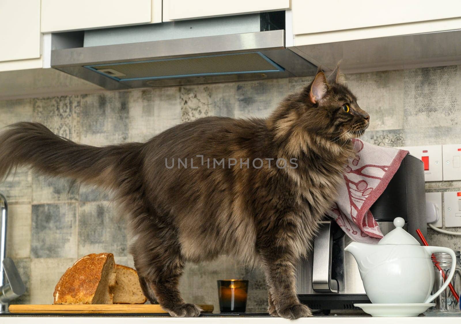 portrait of a Maine Coon cat walking on the kitchen table by Mixa74