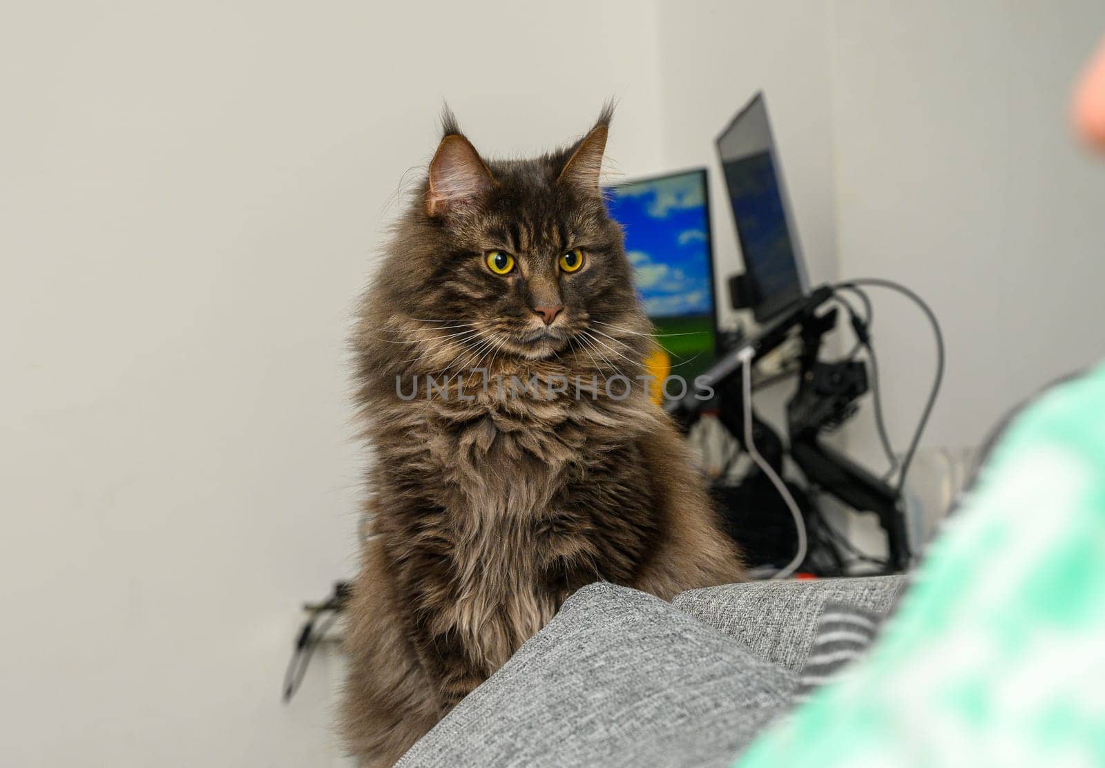 Maine Coon is lying on a bed against a white wall.1 by Mixa74