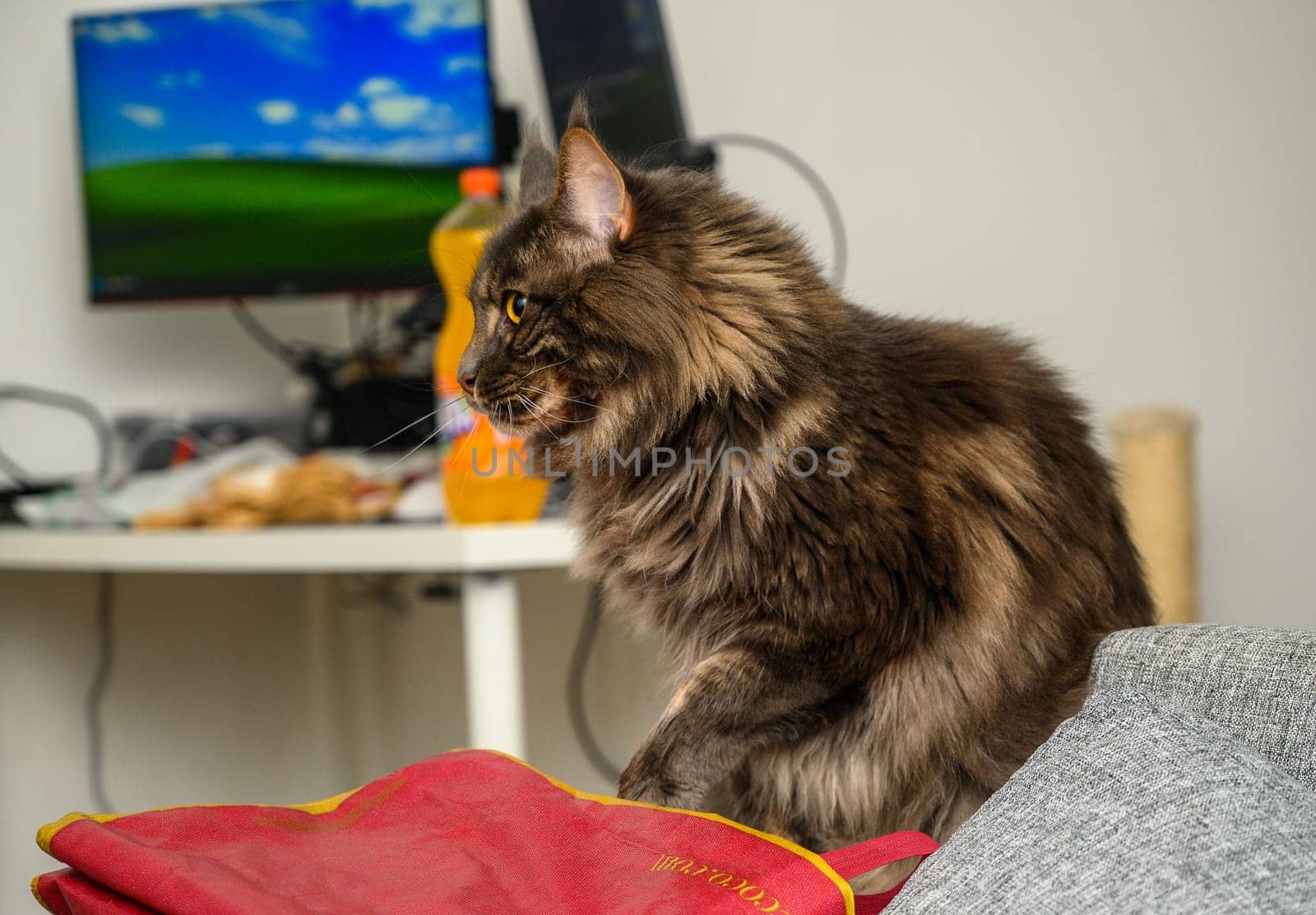 portrait of a Maine Coon cat sitting on the sofa by Mixa74