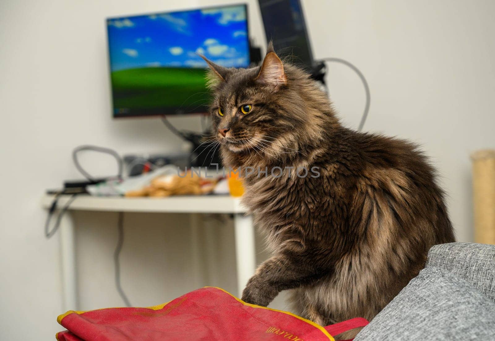 portrait of a Maine Coon cat and behind him a table and a computer 2