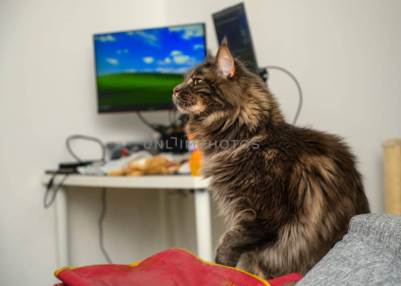 portrait of a gray Maine Coon cat on the sofa 1 by Mixa74