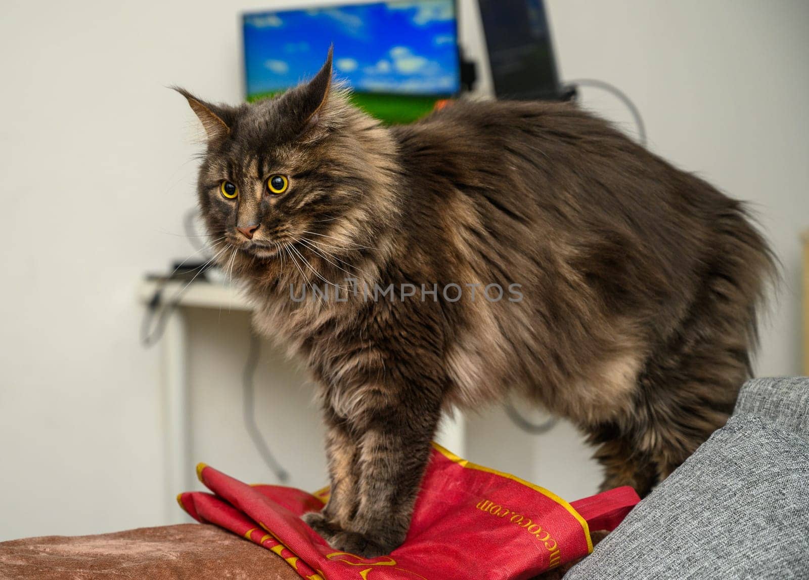 portrait of a gray Maine Coon cat on the sofa by Mixa74