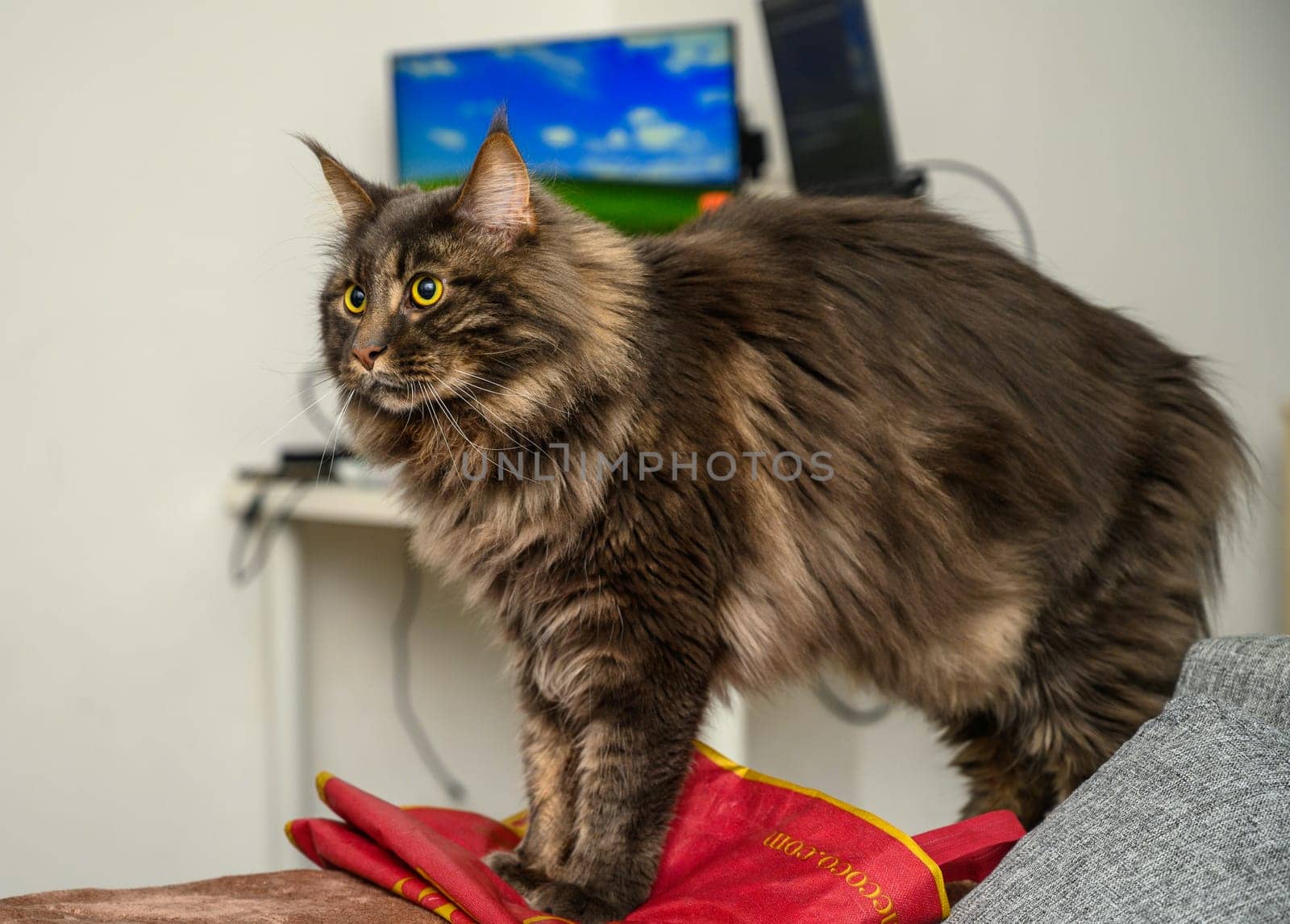 portrait of a gray Maine Coon cat on the sofa 1