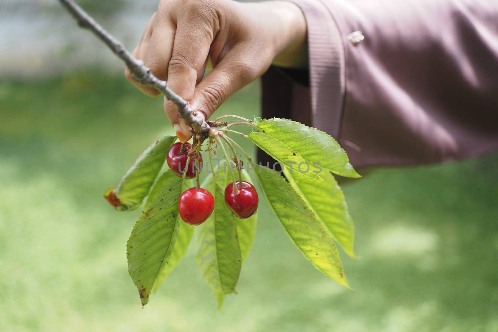 Ripe cherries hang on a tree