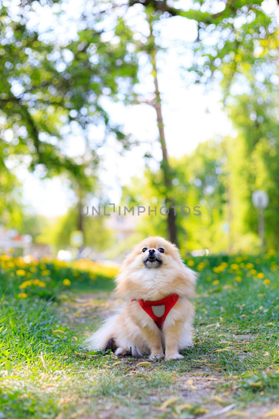 A smiling Pomeranian dog in the grass . A red - haired Pomeranian . A pet on a walk. Photo for the cover . Photo of an animal for printed products . Green grass in the park