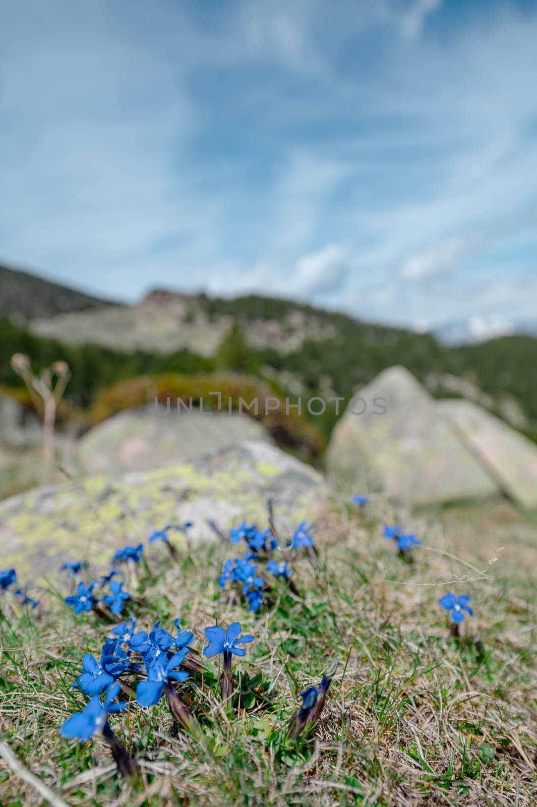 Blue flowers in the Pyrenees mountain in Andorra.