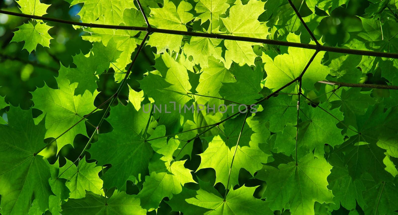 Bright sunlight filtering through vibrant green leaves creates a serene and refreshing forest canopy.