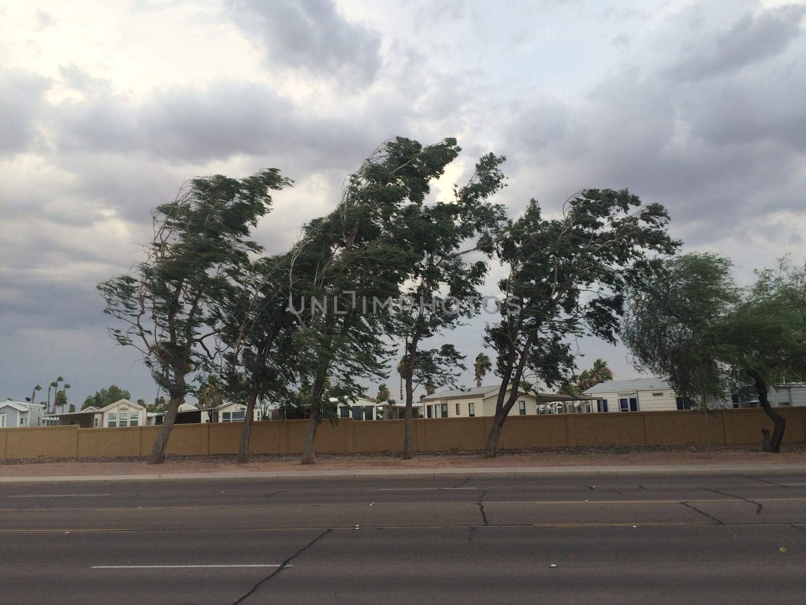 Windy Day, Trees Blowing, Monsoon Season in Apache Junction, Arizona. High quality photo