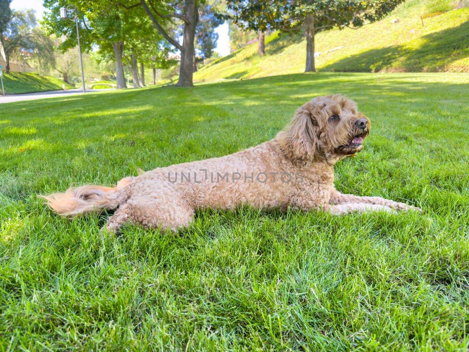 Cute Fluffy Cavapoo Dog on the Grass in a Park