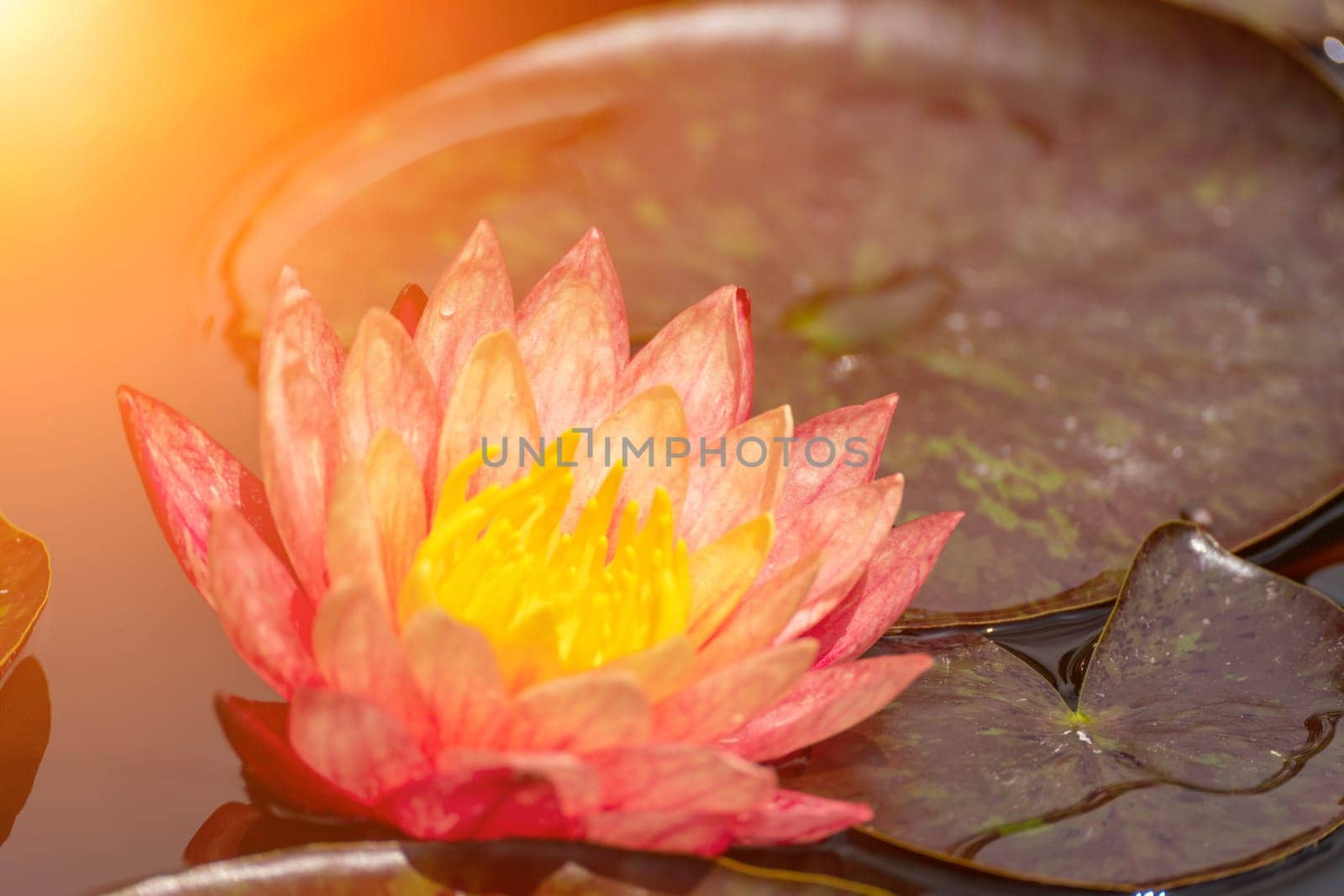 Pink lotus water lily flower in pond, waterlily with green leaves blooming.