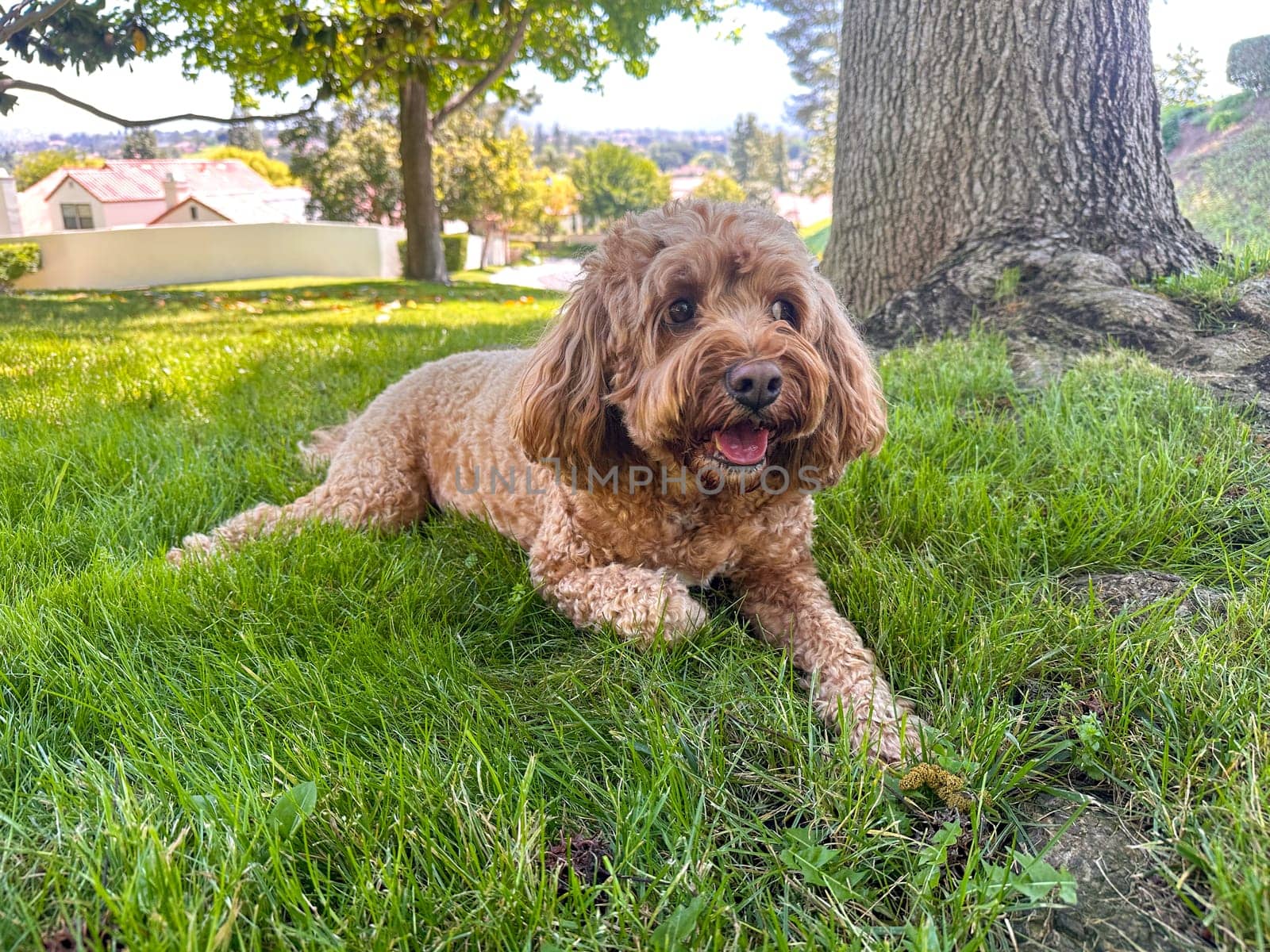 Cute Fluffy Cavapoo Dog on the Grass in a Park