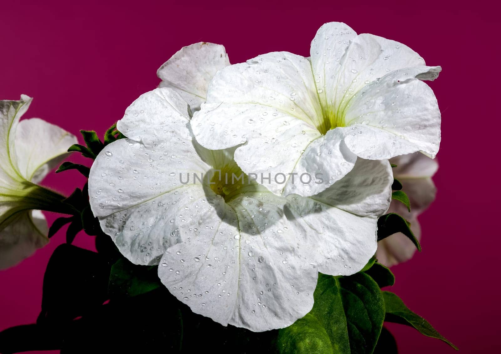 Beautiful Blooming white Petunia surfinia snow flowers on a Crimson background. Flower head close-up.