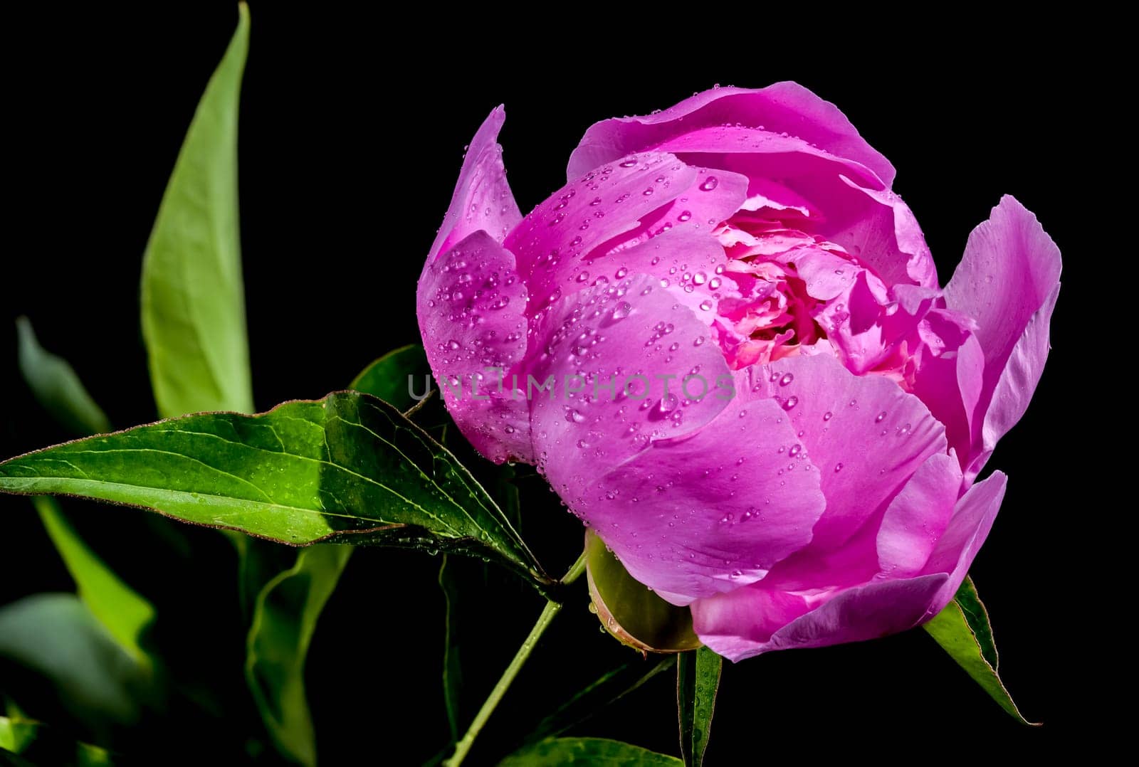 Beautiful Blooming pink peony Alexander Fleming on a black background. Flower head close-up.
