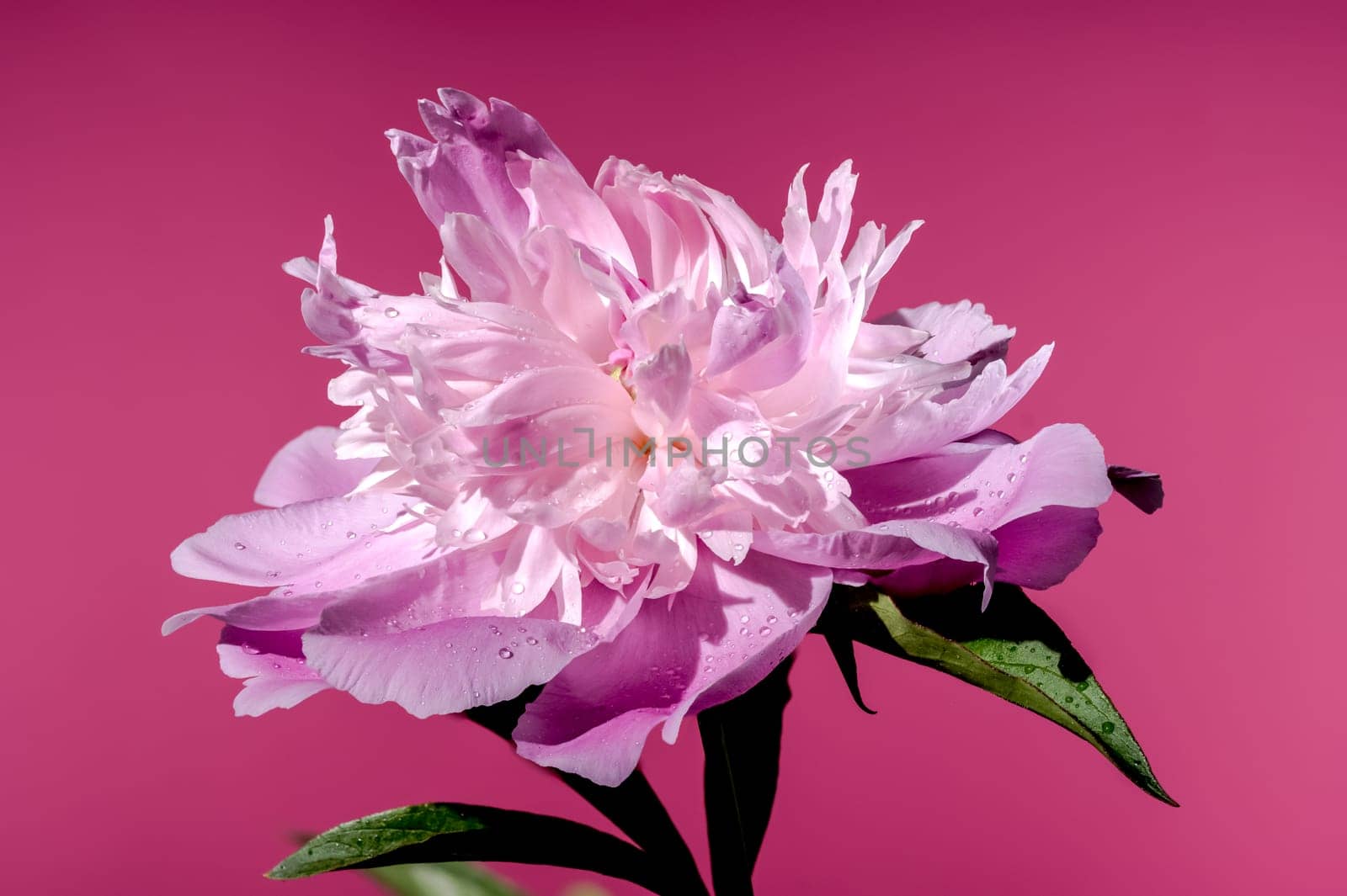 Blooming pink peony on a pink background by Multipedia