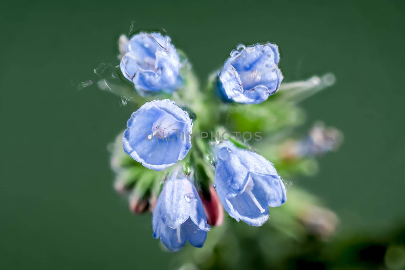 Blue Symphytum officinale flowers on a green background by Multipedia