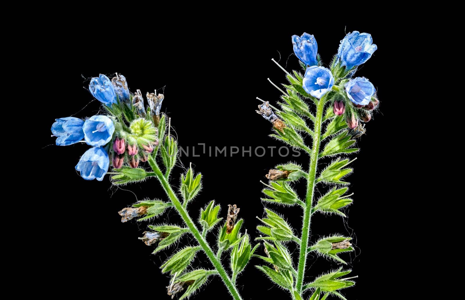 Blue Symphytum officinale flowers on a black background by Multipedia