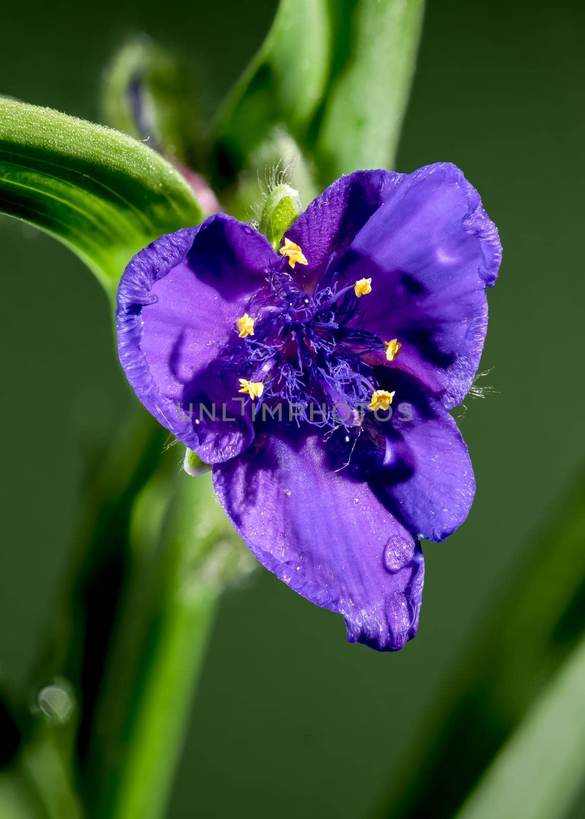 Violet Tradescantia flowers on a green background by Multipedia