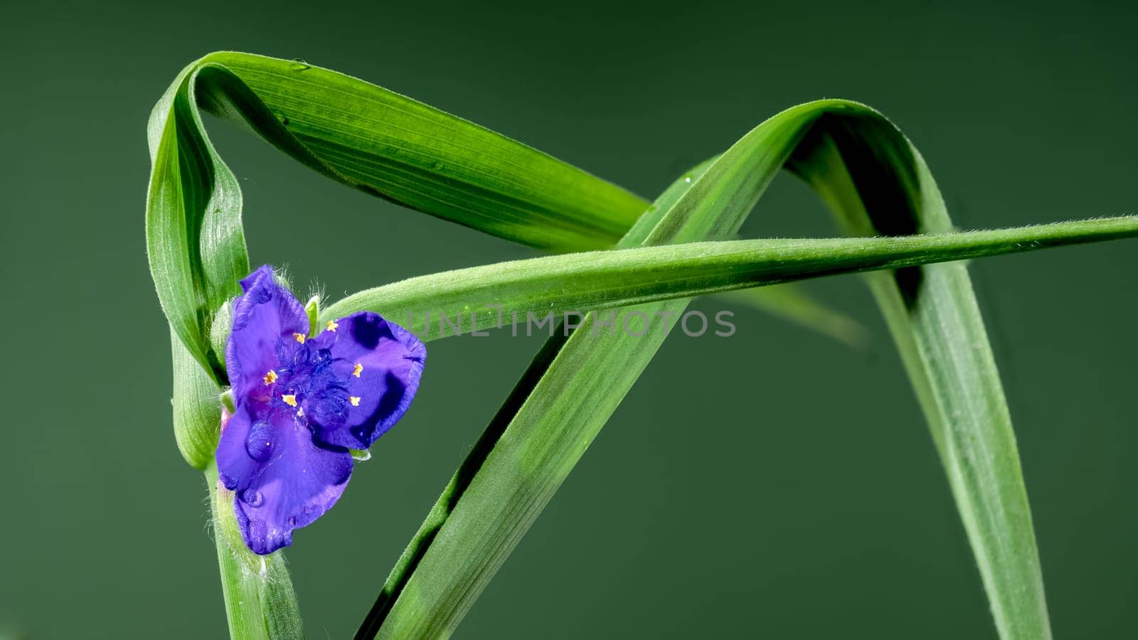 Beautiful Blooming violet Tradescantia flowers on a green background. Flower head close-up.