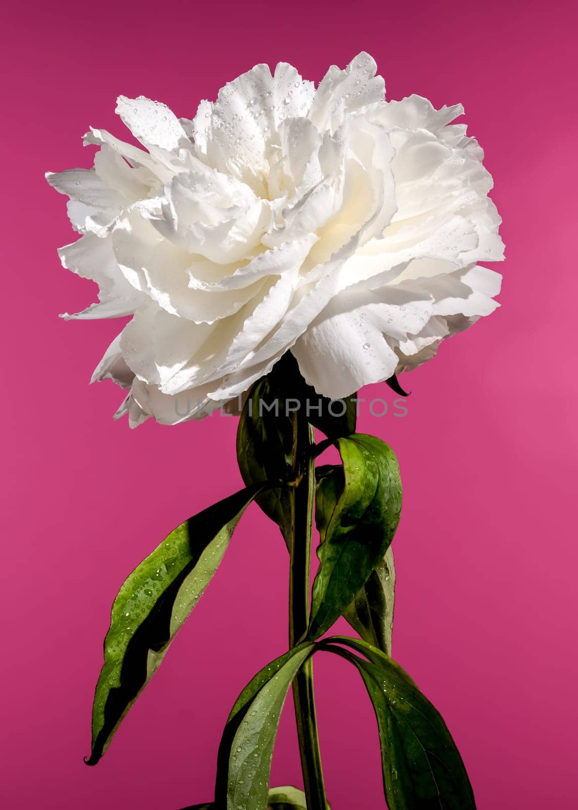 Beautiful Blooming white peony festiva maxima on a pink background. Flower head close-up.