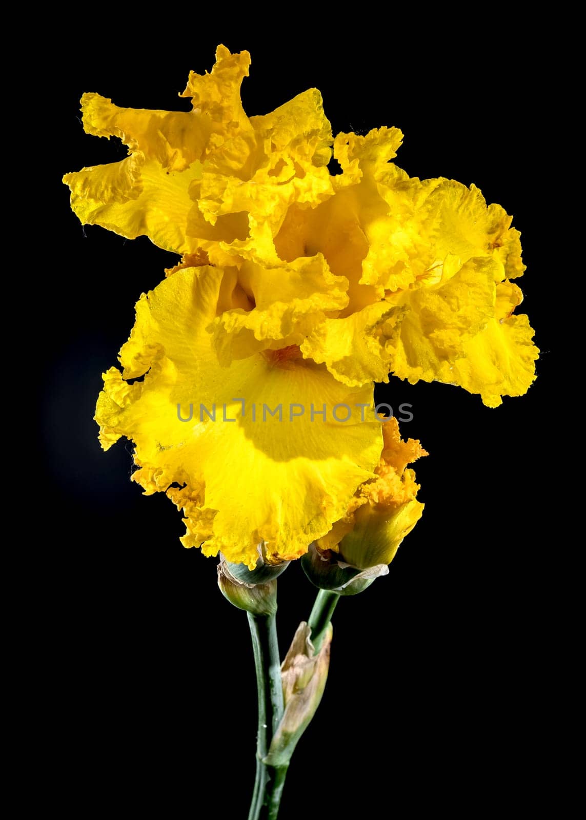 Beautiful Blooming yellow iris on a black background. Flower head close-up.
