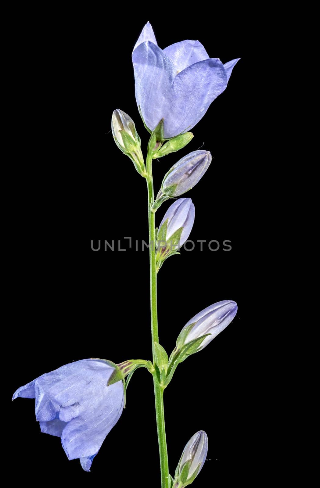 Blooming blue bellflower on a black background by Multipedia