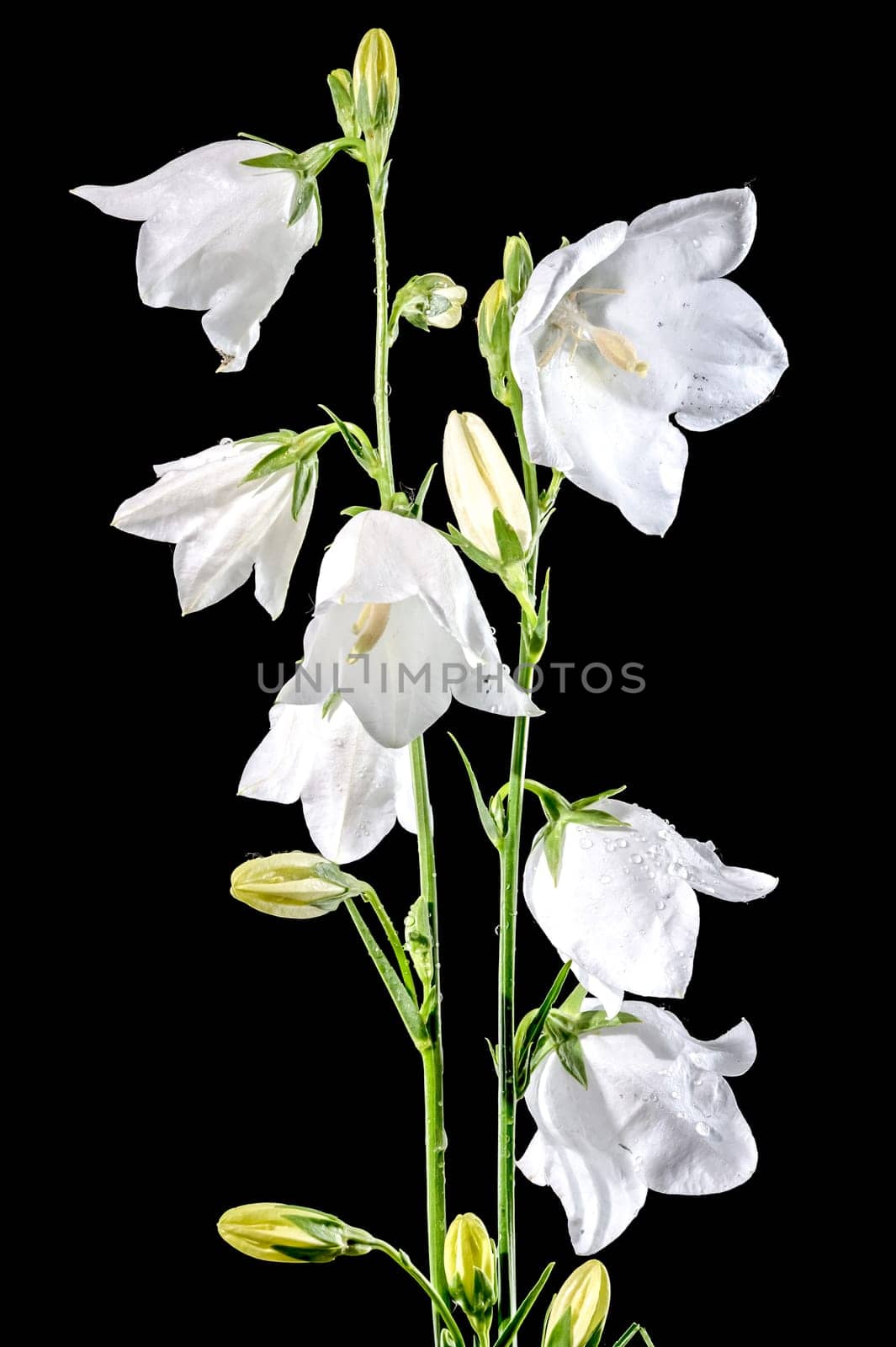 Beautiful Blooming white bellflower or campanula on a black background. Flower head close-up.