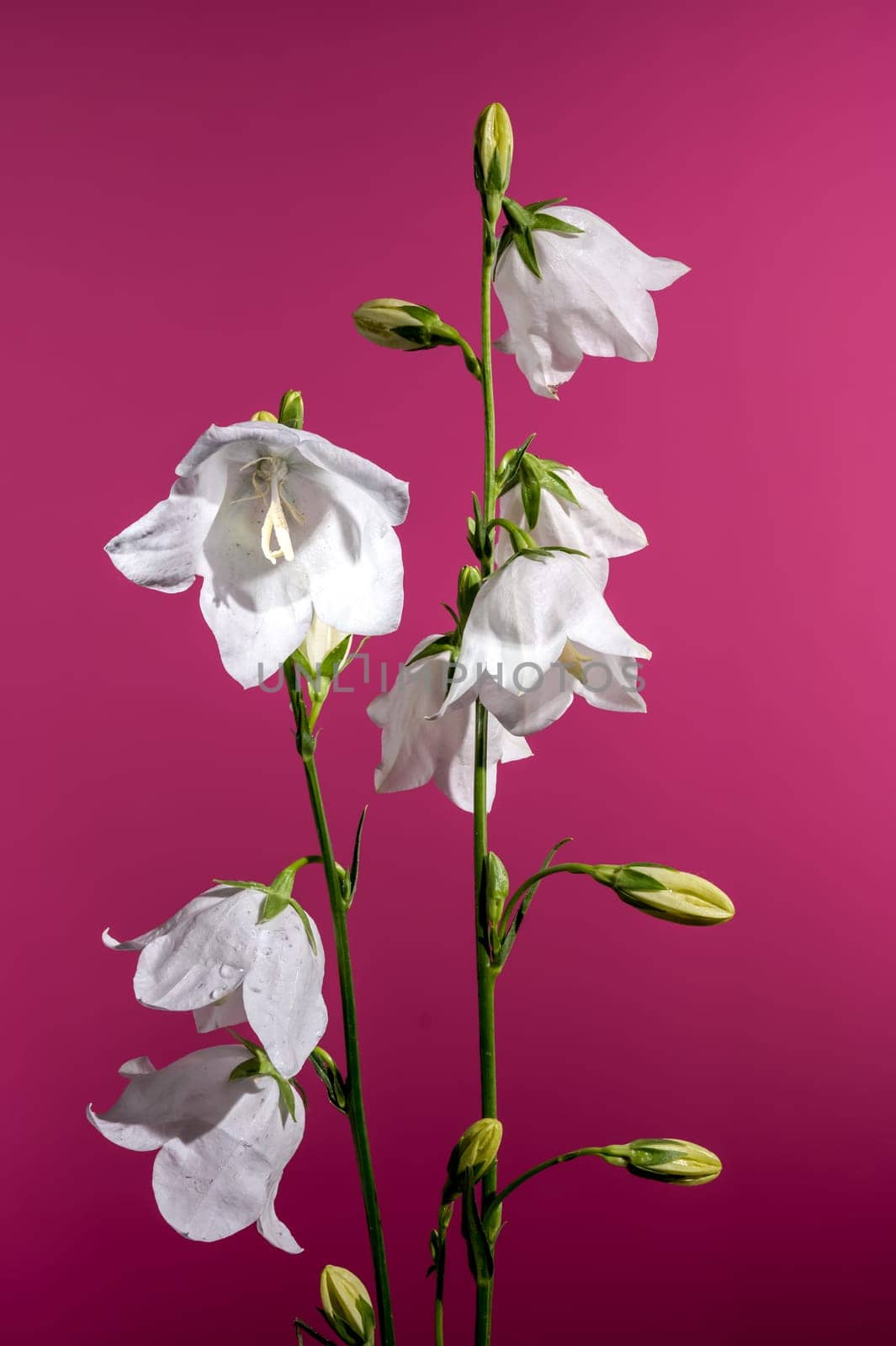 Blooming white bellflower on a pink background by Multipedia