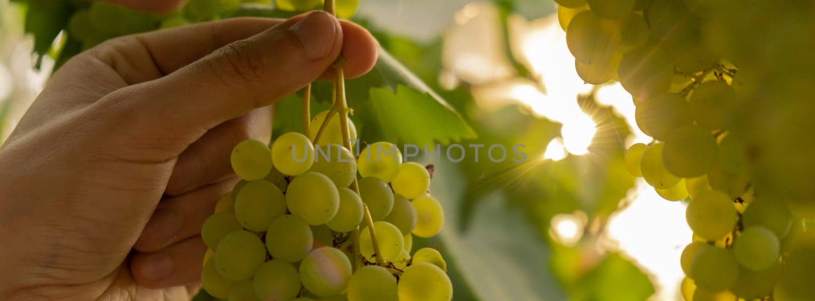 Male farmer picks bunches fresh grown green grapes from vineyard. Wine making produce. Homegrown locally agriculture healthy country life concept. Sunlight illuminates harvest. Farming