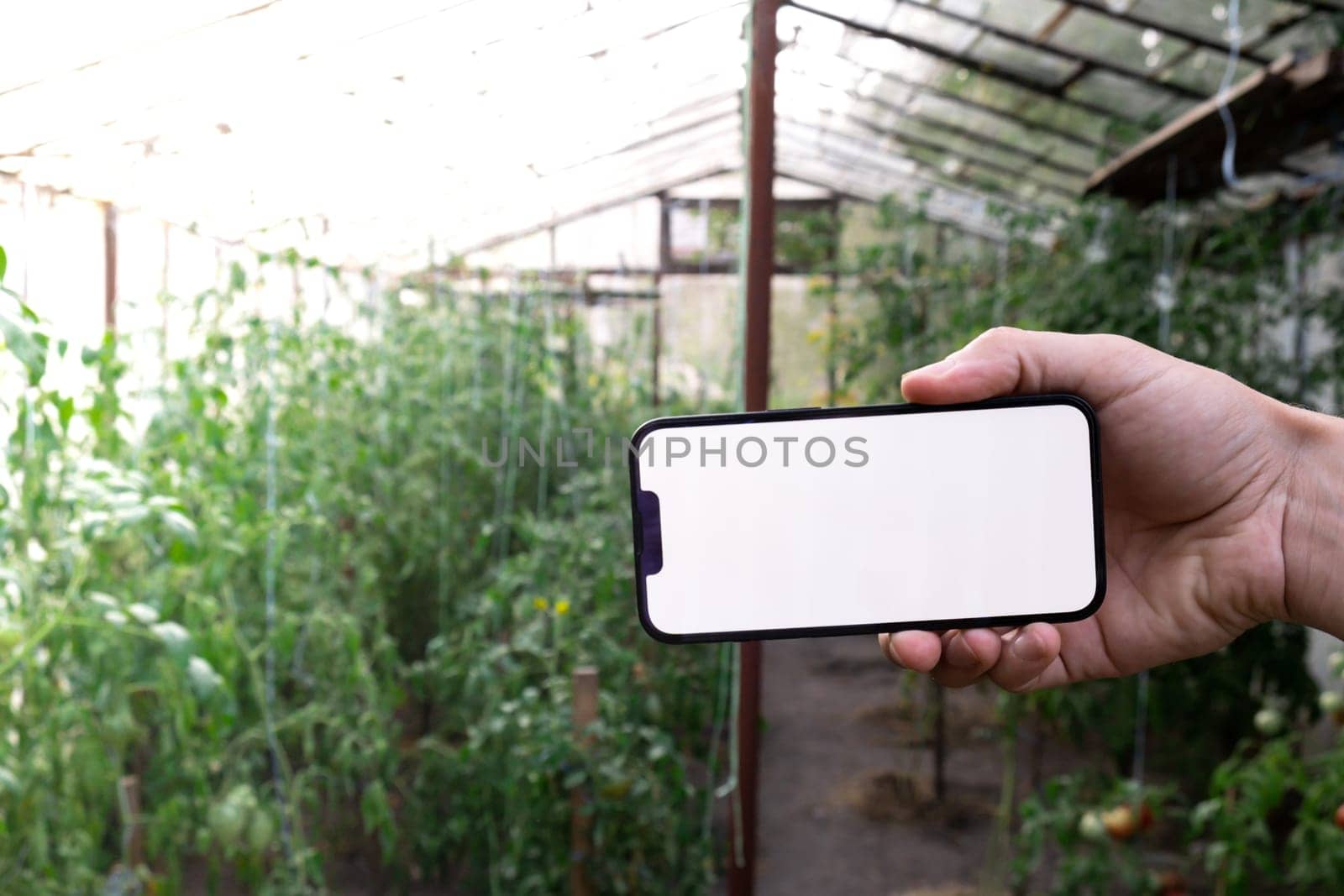 Farmer hand holding mobile phone with empty white screen. Mock up outside on farm agriculture concept. Tomatoes in greenhouse background. Harvesting technology innovations