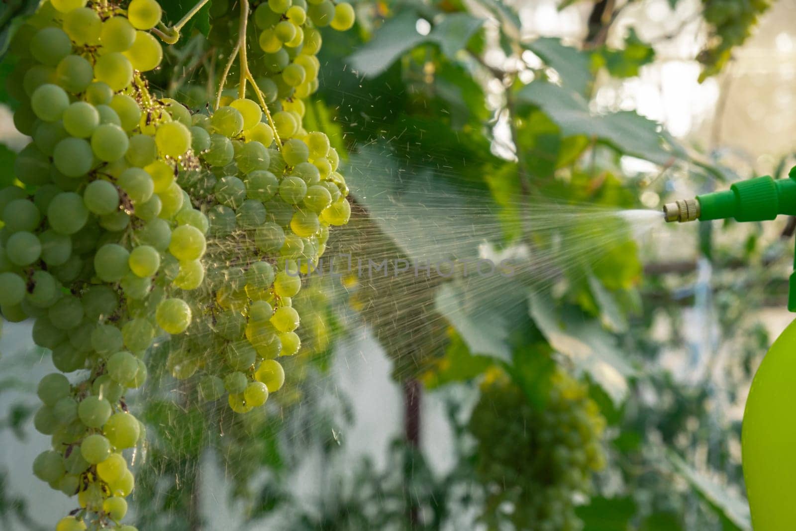 Spraying Chemicals Pesticides on green grapes in outdoor vineyards. Concept of healthy eating homegrown greenery fruits. Seasonal countryside cottage core life. Winemaker Farm produce