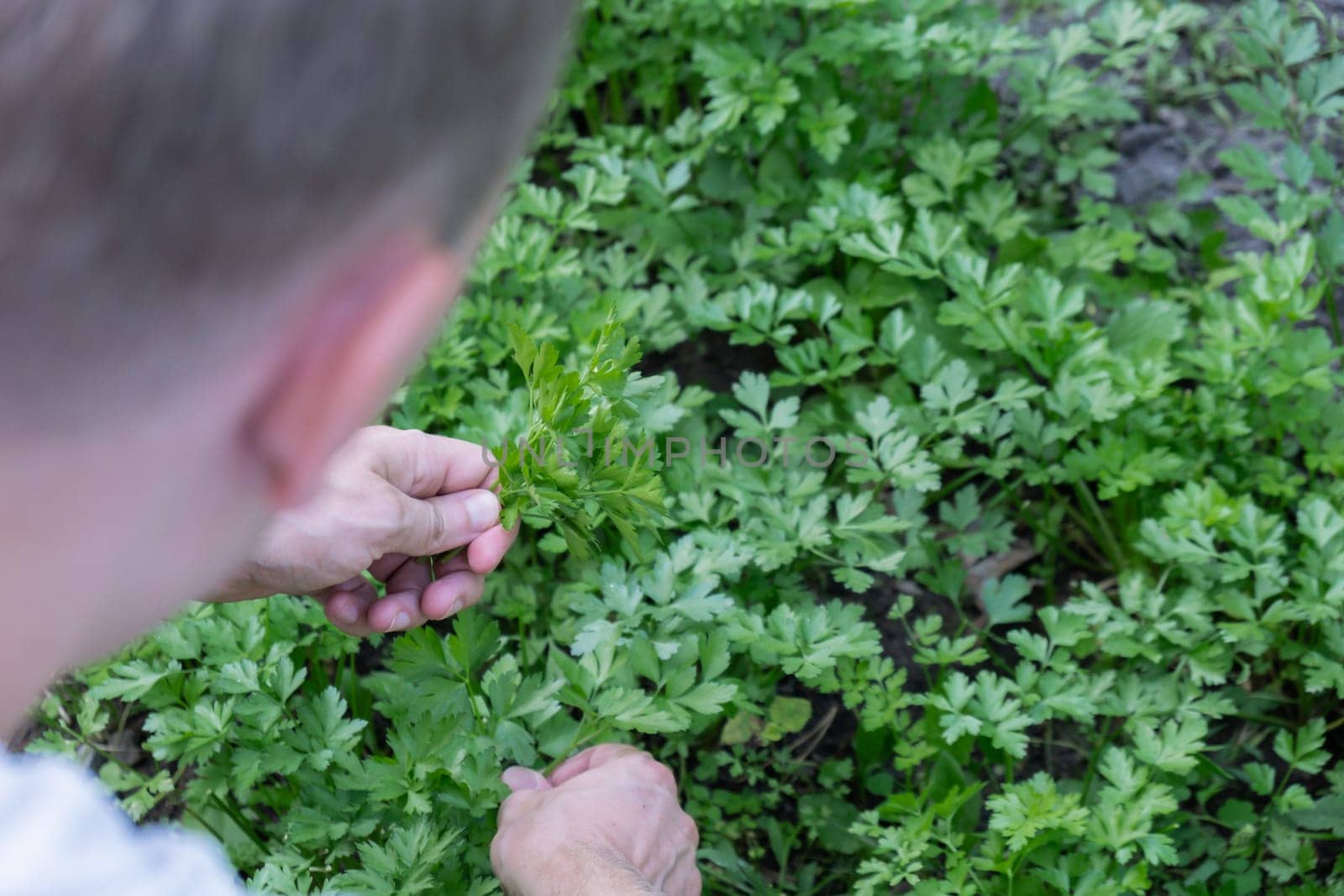 Farmers hands collect parsley in garden open air. Organic home gardening and cultivation of greenery herbs concept. Locally grown fresh veggies
