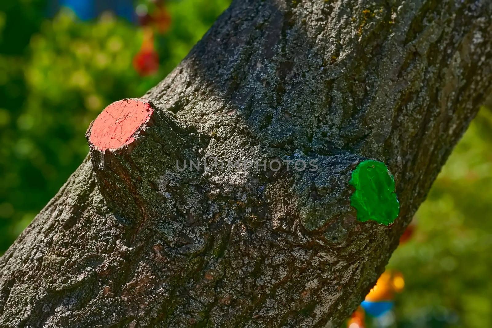 Tree care. Section of a tree branch covered with paint for preservation by jovani68