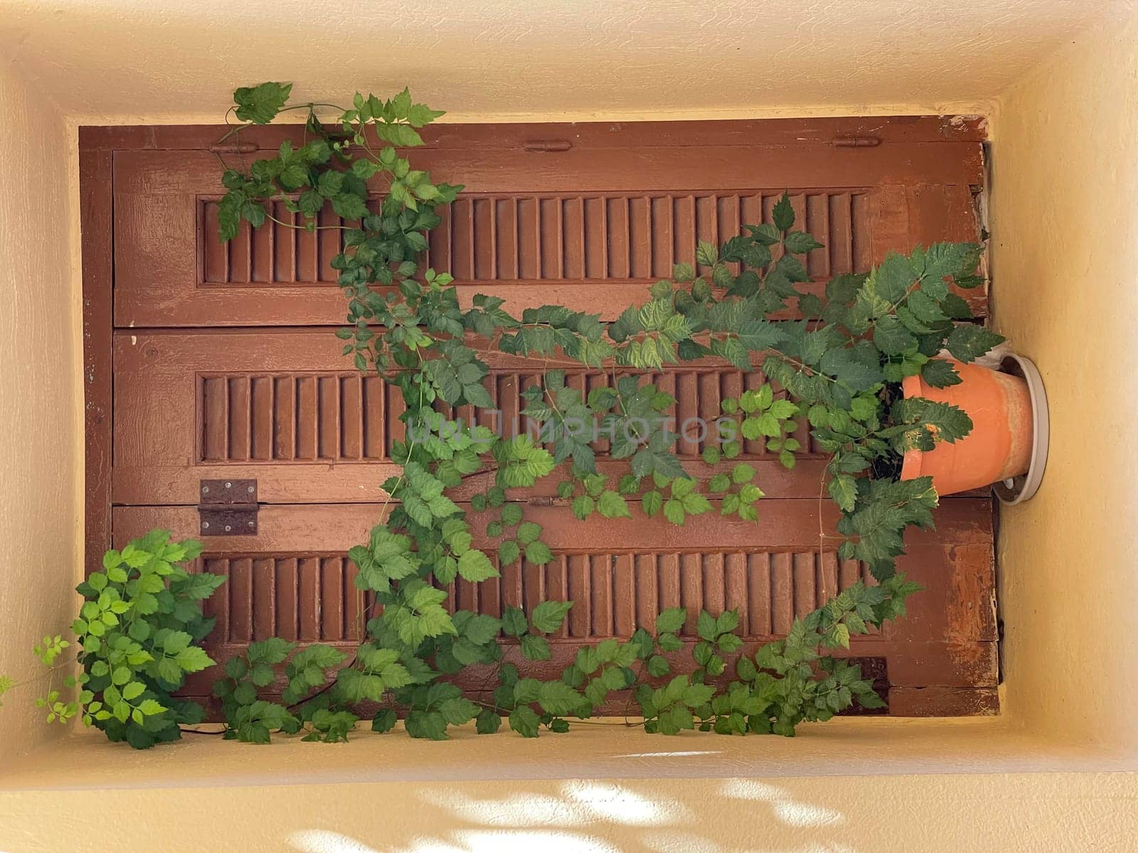 Window Italian style, bindweed flowers in front of closed window shutters by Costin