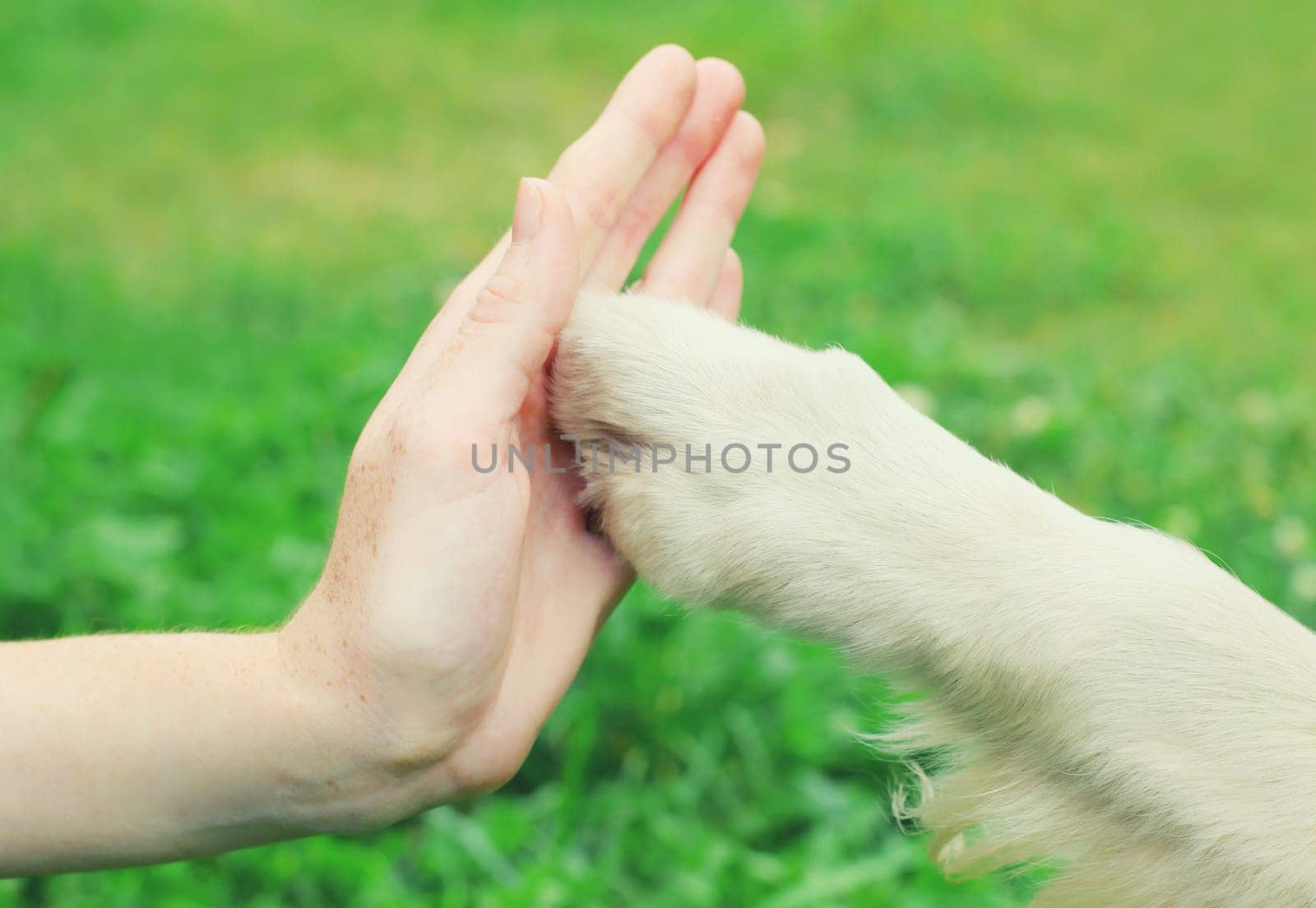 Golden Retriever dog holds gives paw to hand high five owner woman on the grass training in summer park