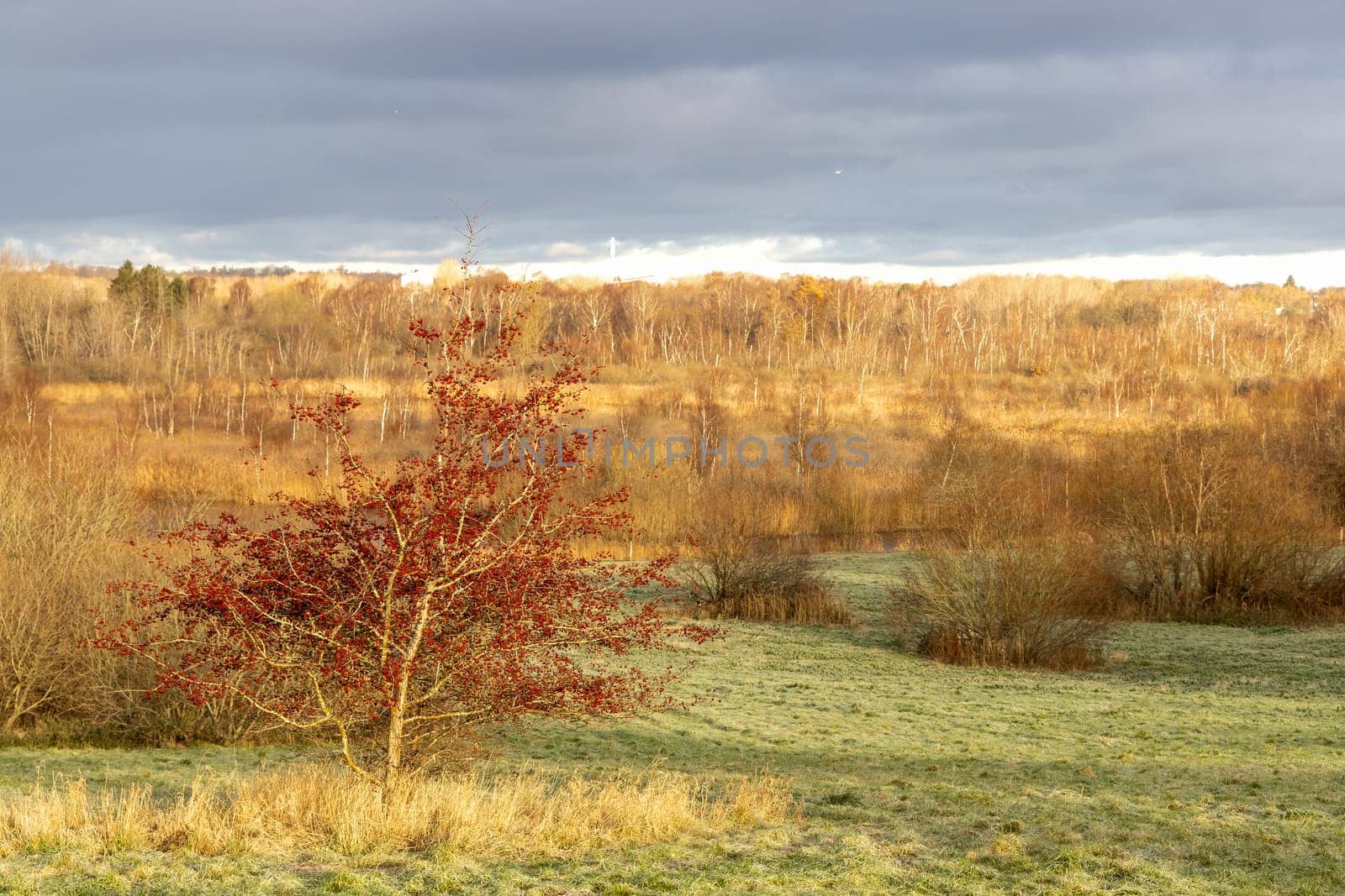 Beautiful arial view of the autumn landscape with a dramatic rain cloud and yellow trees illuminated by the sun. High quality photo