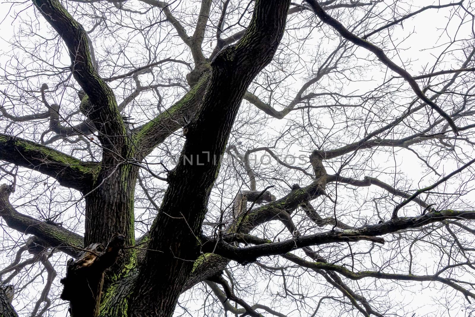Trunk and branches of a tree covered with moss without leaves against a gray sky.