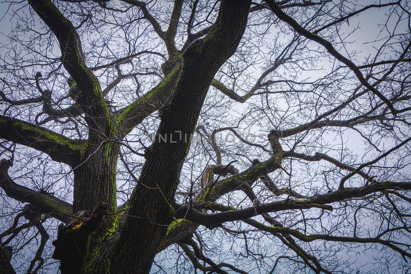 Trunk and branches of a tree covered with moss without leaves against a gray sky.