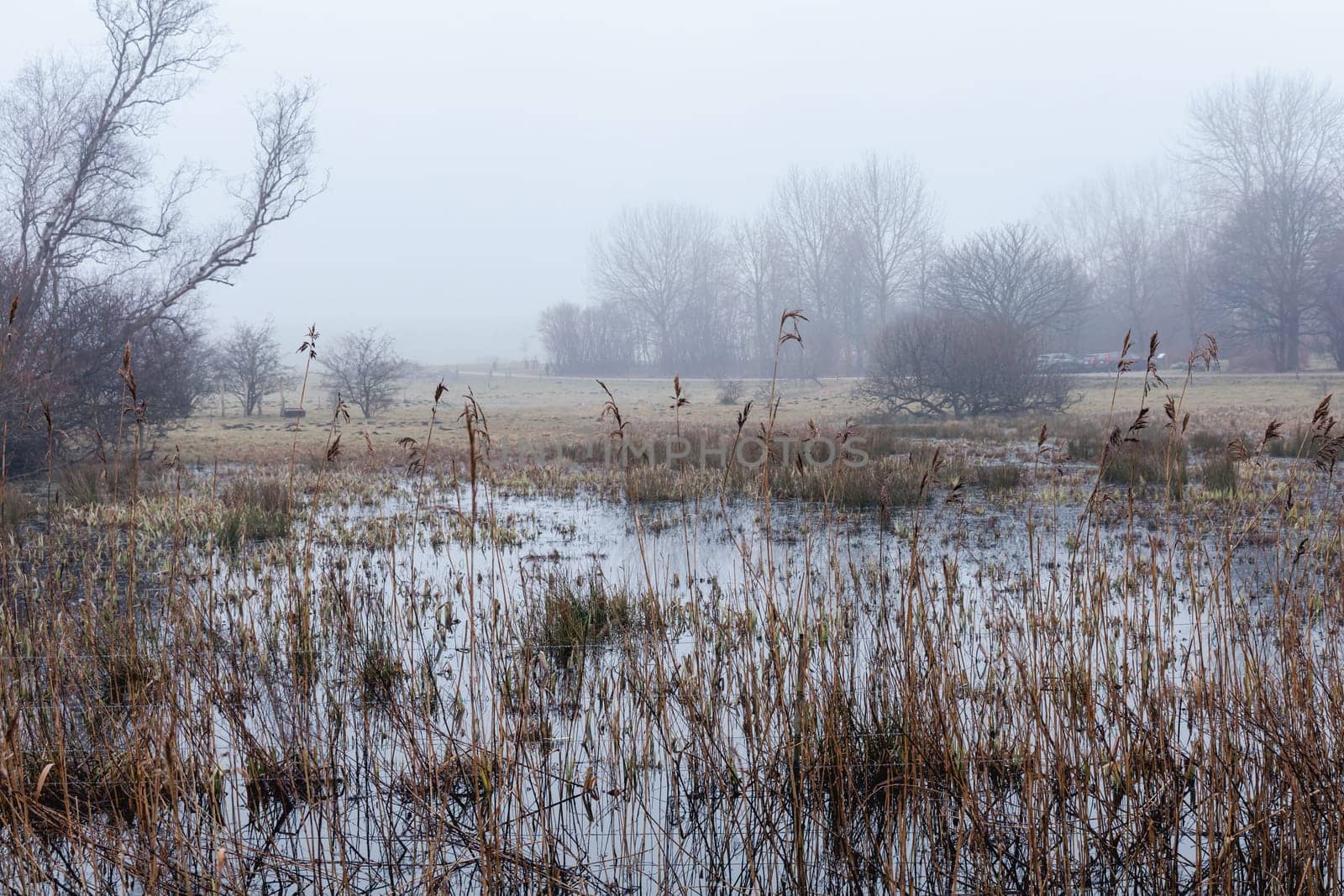 A natural landscape with a lake, tall grass, and trees under a cloudy sky on a foggy morning.