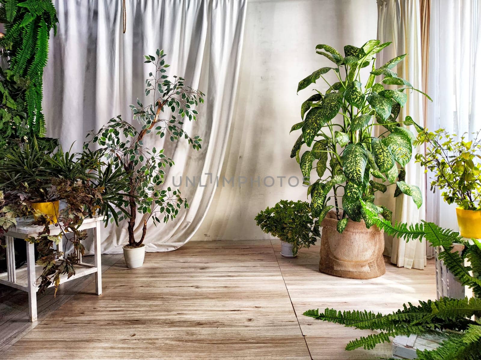 Dieffenbachia plant in a pot on a stool by the window. Retro interior in light colors. Background with plant with green leaves and fabric