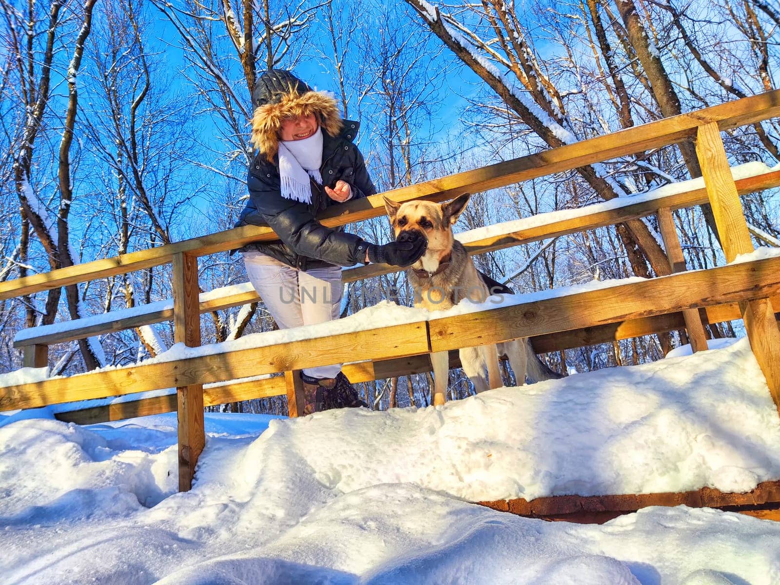 Adult girl or mature lady walking with shepherd dog, taking selfies in winter nature landscape. Middle aged woman and big shepherd dog on wooden bridge in cold day. Friendship, love, communication