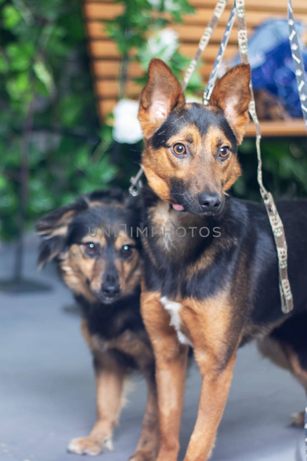 Two dogs standing together, each on a leash, are companions by Vera1703