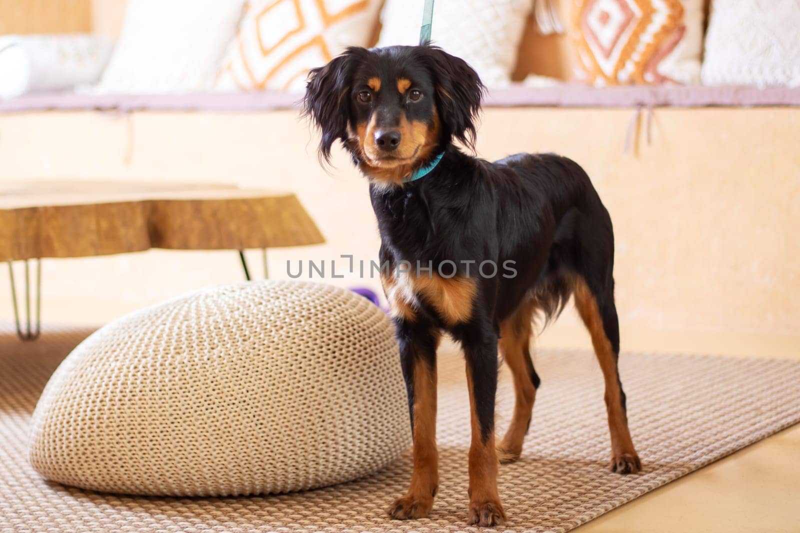 A large black and brown dog from the Sporting Group with its mouth open. This carnivorous companion dog has a long snout, whiskers, and a thick fur coat. Belongs to the Canidae family