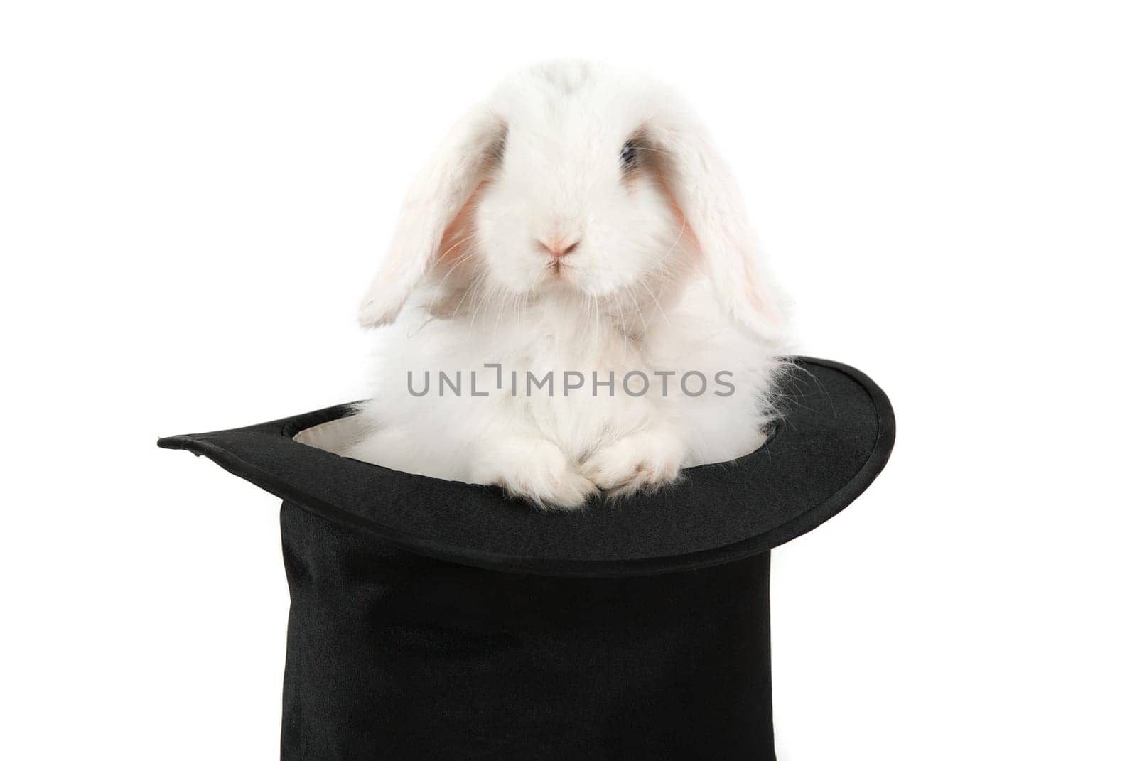 Little rabbit at black hat isolated on a white background