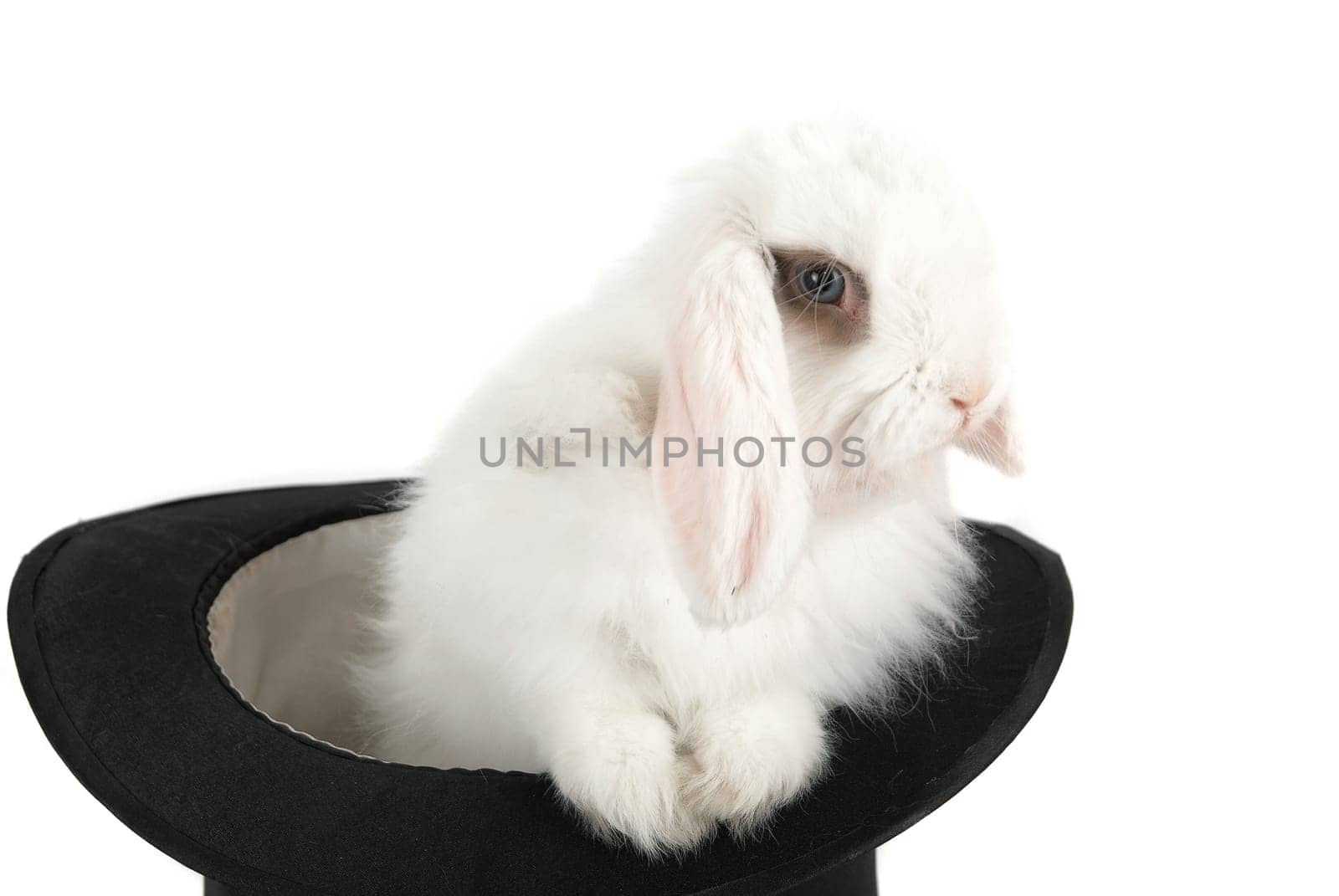 Little white rabbit in black hat isolated on a white background